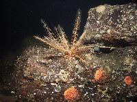 Feather Star