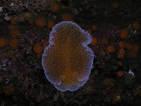 Orange Peel Nudibranch