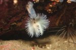 Tube Worm