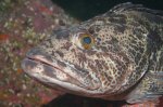 Ling Cod