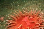 Anemone