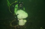 Diver and Metridium