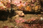Mosshead Warbonnet