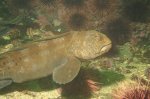 Wolf Eel