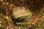 Flat Worm