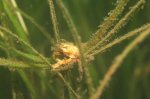 Kelp Crab