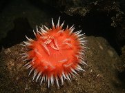anemone