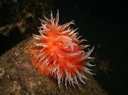 anemone