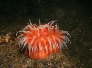 anemone