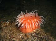 anemone