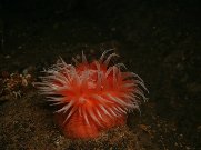anemone