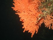 coral