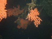 coral