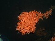 coral