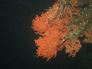 coral