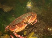 crab_fish