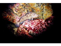 fish 1