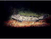 fish 3