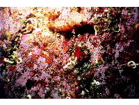 fish 4
