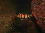 greenling