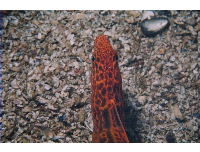 young wolf eel