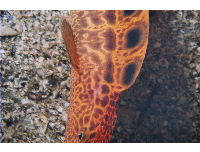 young wolf eel
