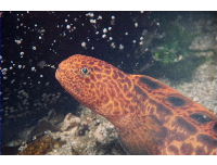 young wolf eel