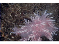 nudibranch