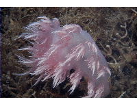 nudibranch