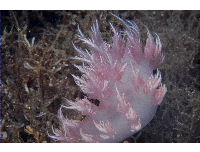 nudibranch