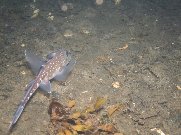 ratfish