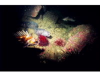 sea scape1