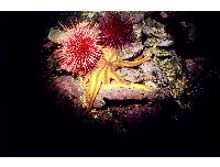 sea scape 2