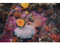 sea life