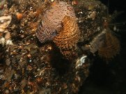 tritons