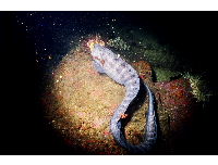 wolf eel 1