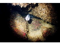 wolf eel 2
