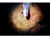 wolf eel 3