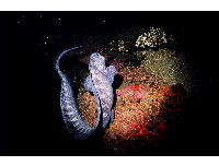 wolf eel 4